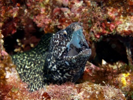 Spotted Moray Eel IMG 3158